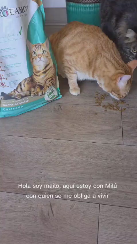 GEROLAMO GATO ADULTO CASTRADO 2,7 KG
